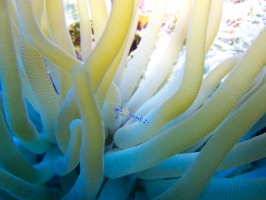 Pederson Shrimp and Giant Anemone IMG 7001